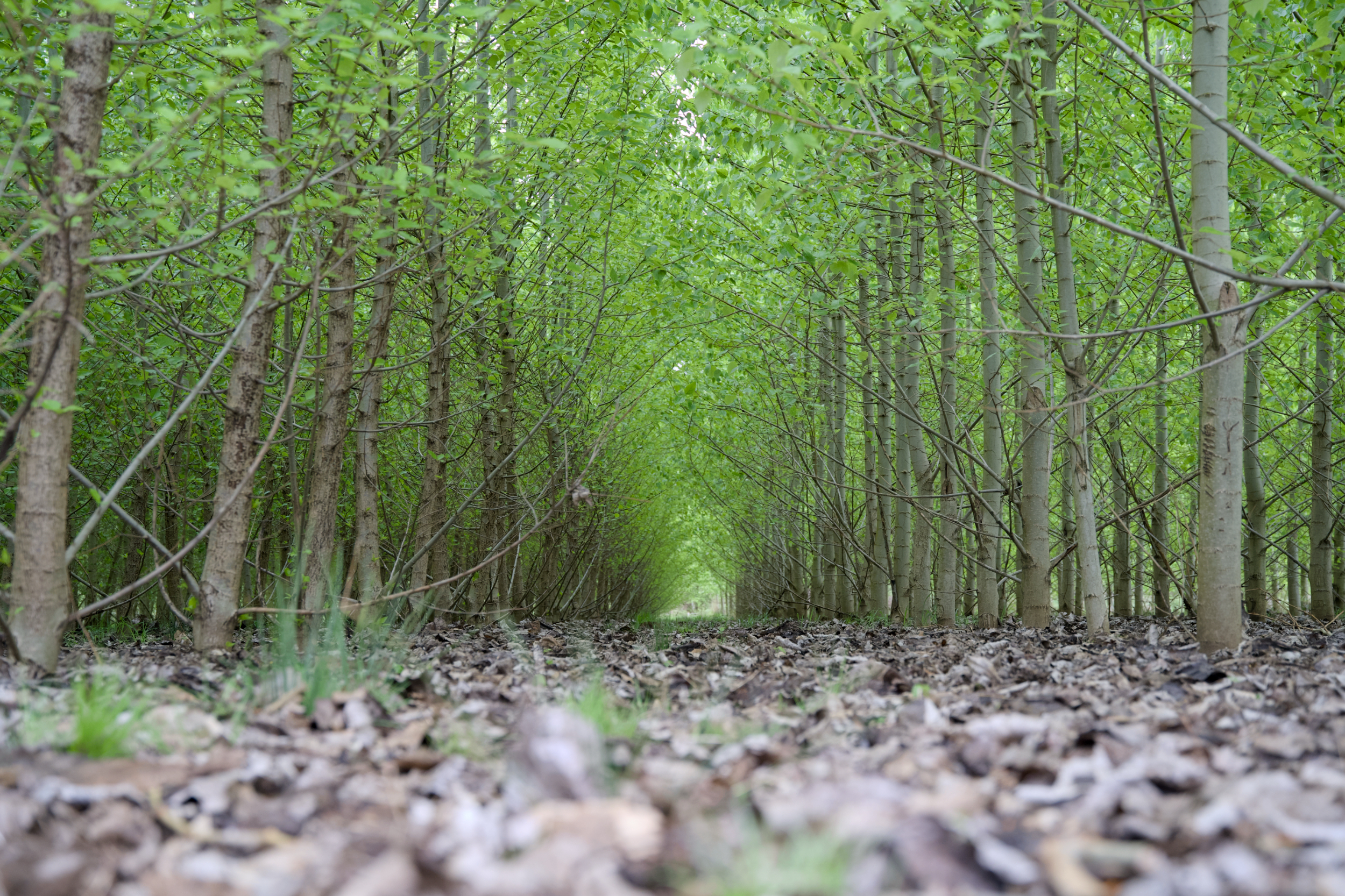 Naturbasierte Lösungen: Pflanzen auf gesundem Boden