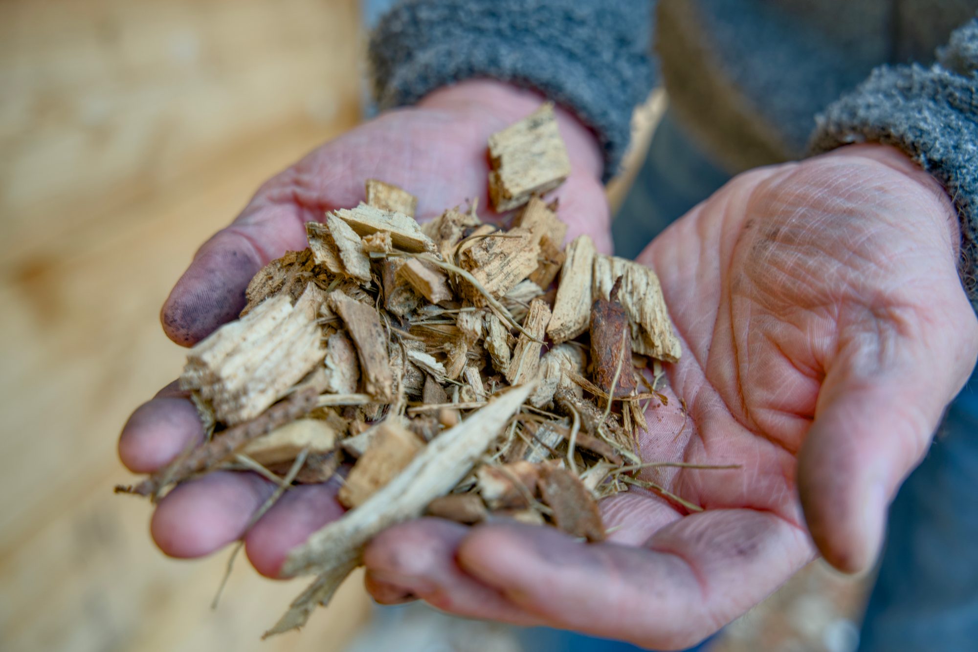 Hände halten Holzhackschnitzel als Rohstoff für Pflanzenkohle