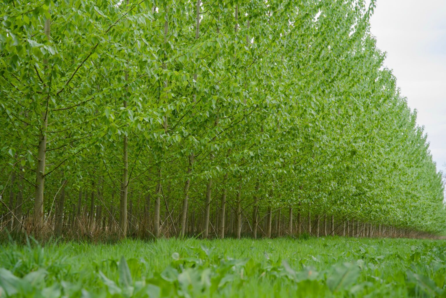 Agroforestry mit Pappeln
