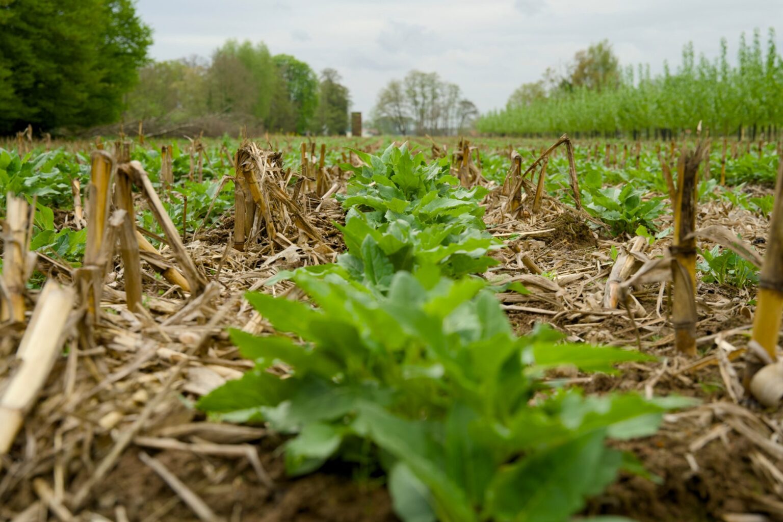 Klimaschutz in der Praxis: Ackerbaubetrieb