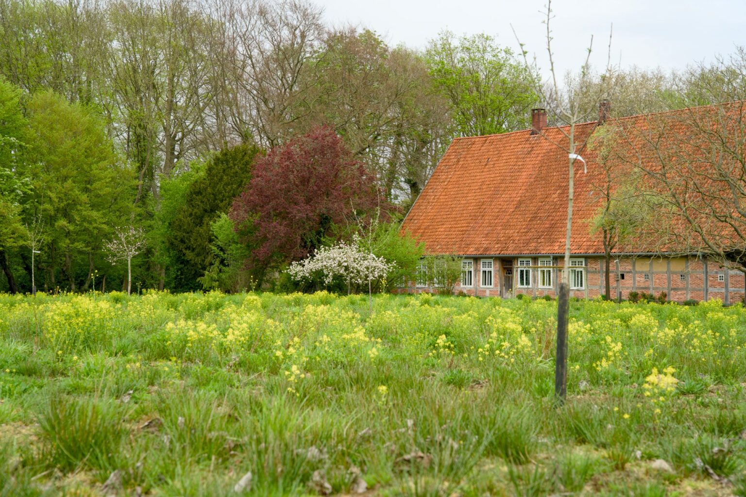 Blumenwiese für carbon storage