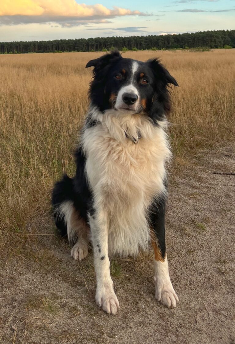 Simba