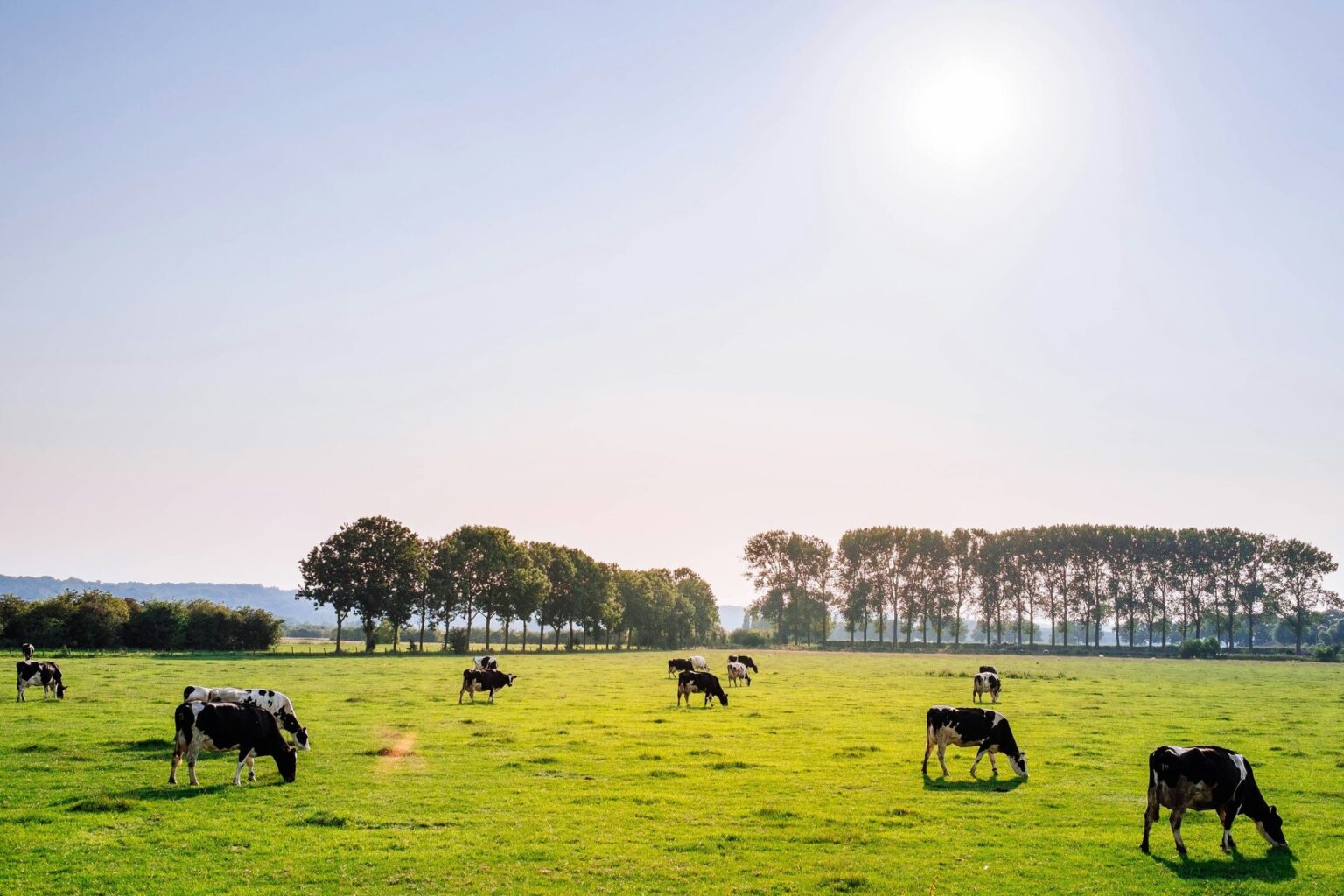 Carbon Farming mit Mob Grazing und Holistic Grazing