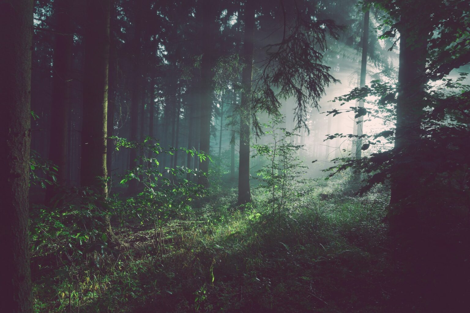 Dichter Wald in der Stadt