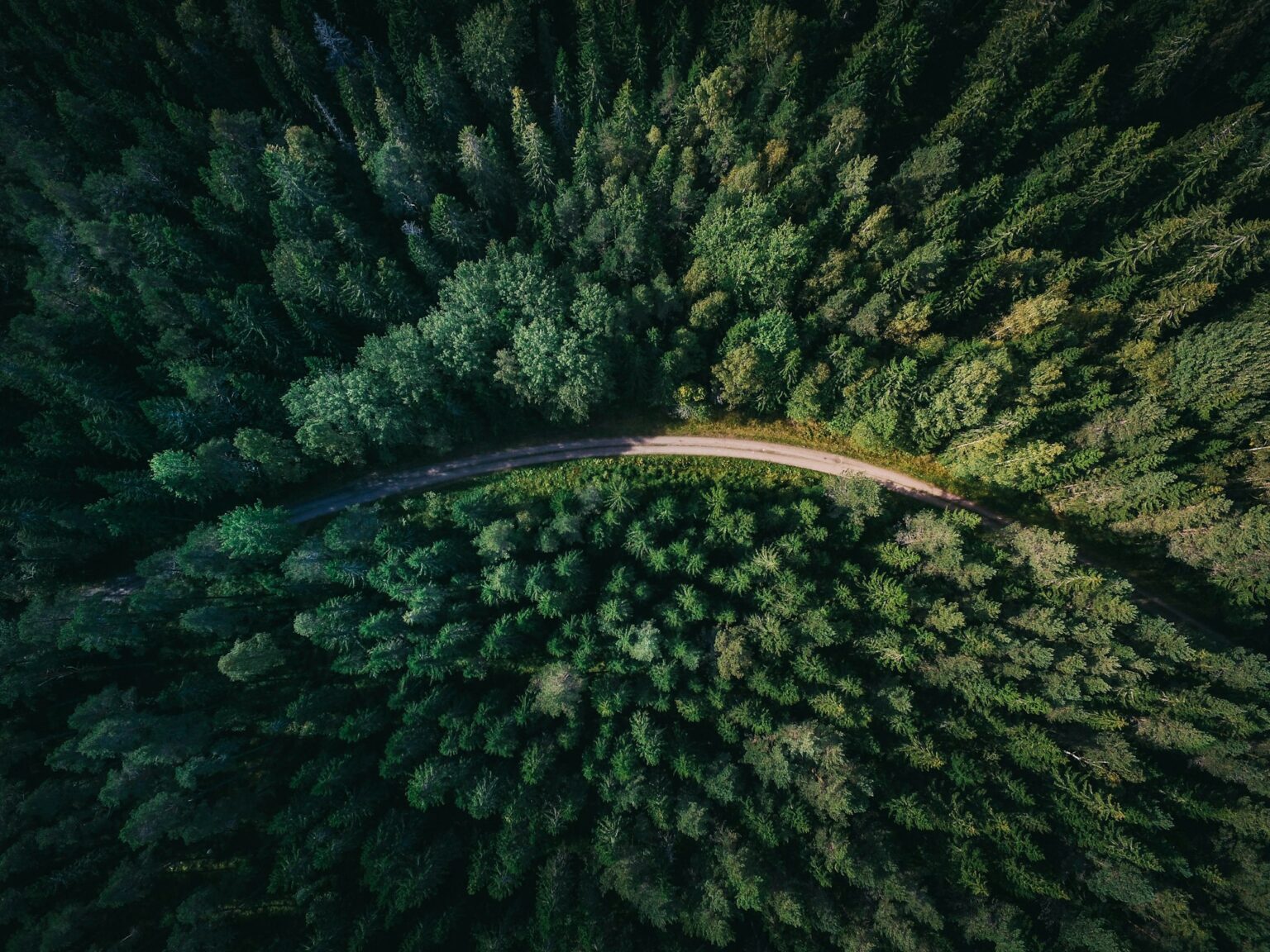 Sonnenstrahlen im Wald