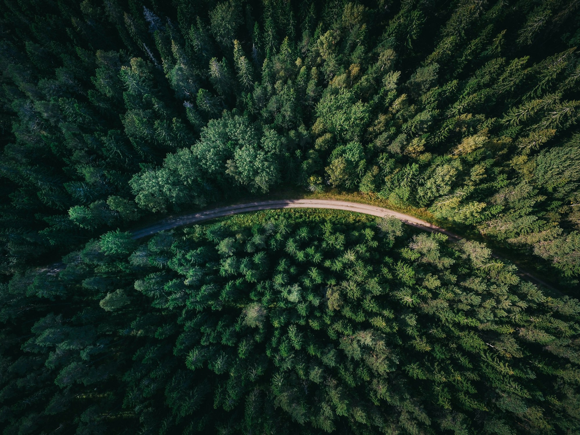 Sonnenstrahlen im Wald