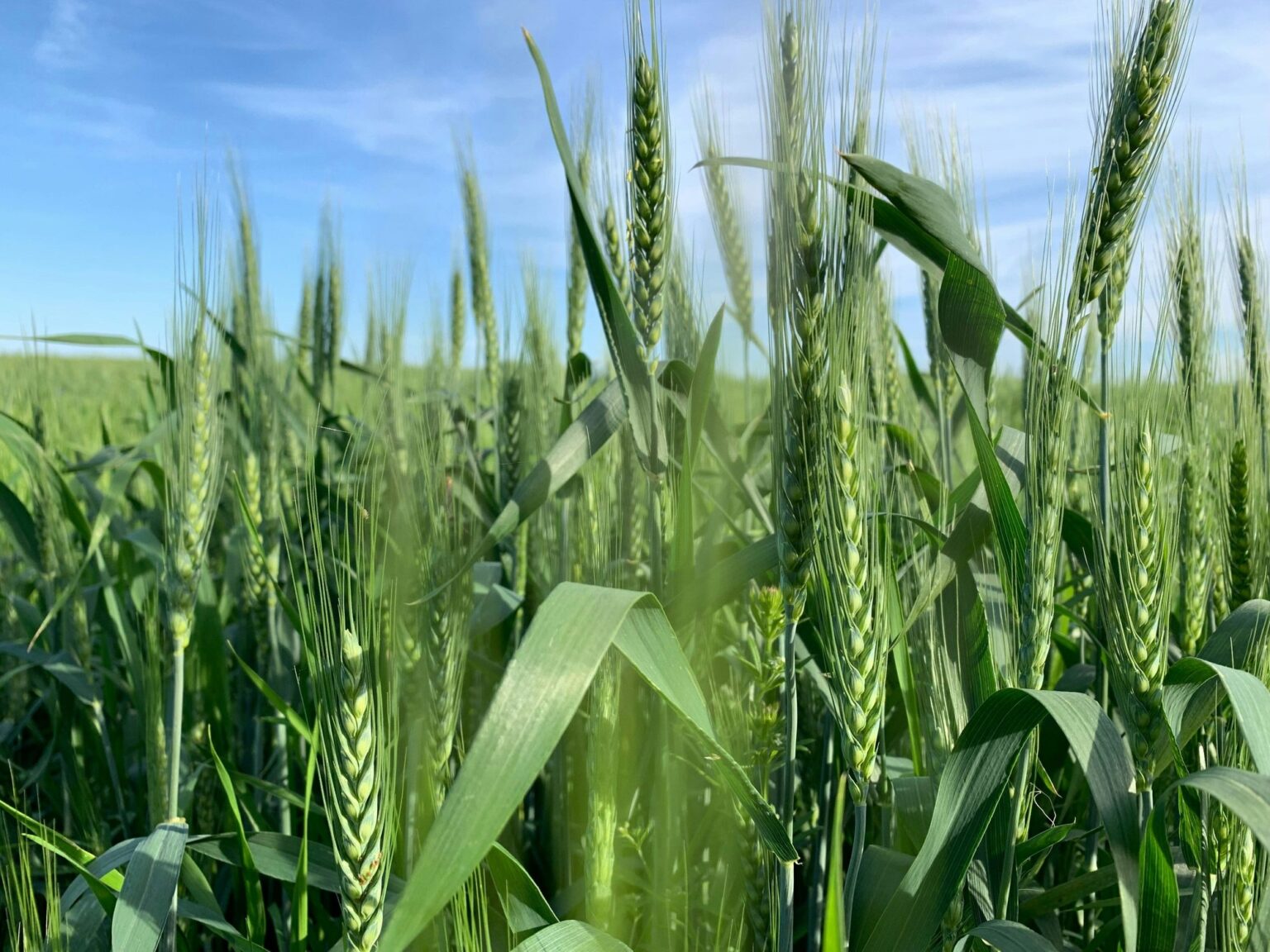TGO AG unterstützt Landwirten, mit Carbon Farming zu starten